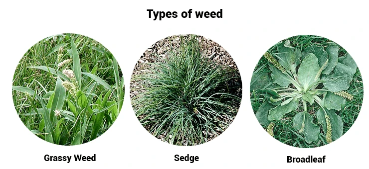 Weeds In The Lawn