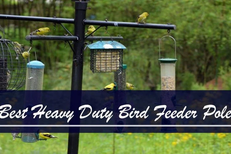 Top 10 Best Heavy Duty Bird Feeder Pole Reviews