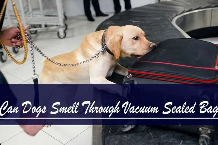 Can Dogs Smell Through Vacuum Sealed Bag