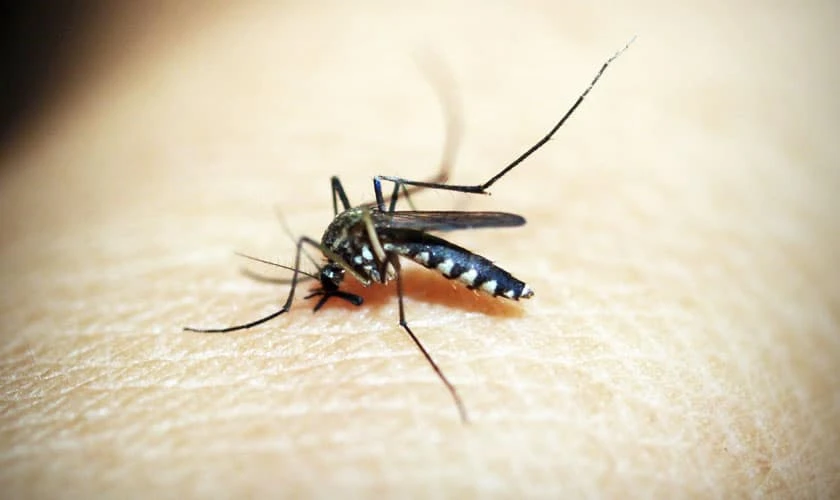Choosing the Best Mosquito Killers | Mosquito Control Guides