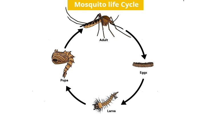 Mosquito-life-cycle-mosquito-dunks-bits