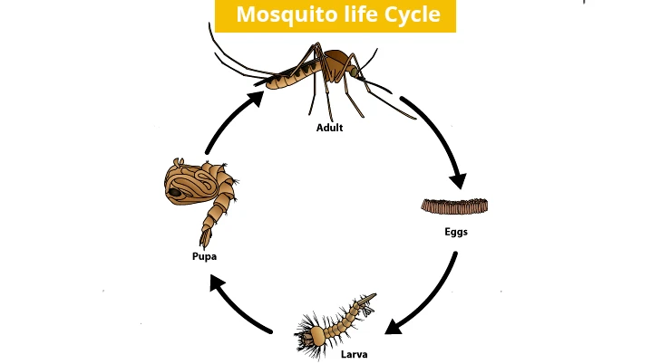 Mosquito Life Cycle