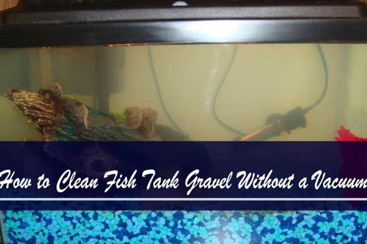 Ways To Clean Fish Tank Gravel Without A Vacuum