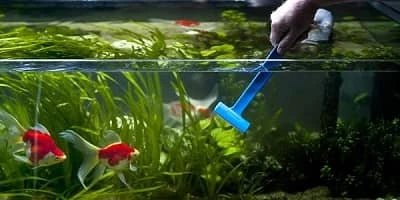 Removing The Fishes From The Tank