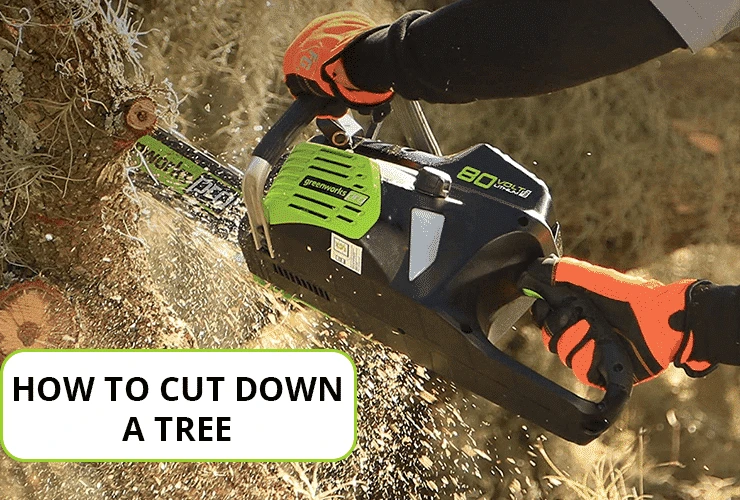 How To Cut Down A Tree | Tree Felling Guide