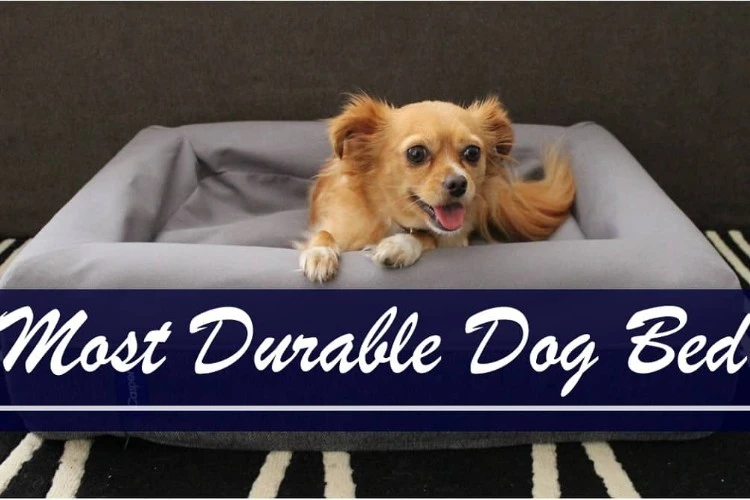 Top 10 Most Durable Dog Bed Reviews