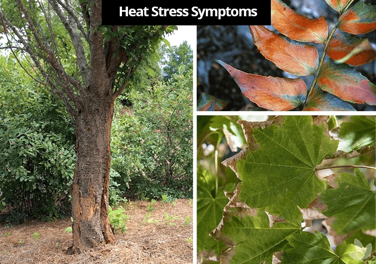 Symptoms Of Heat/Drought Stress