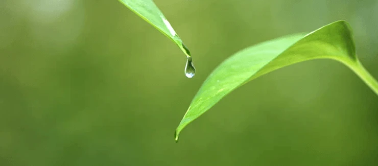 Tree-gator-tree-gator-healthy-tree-leaf