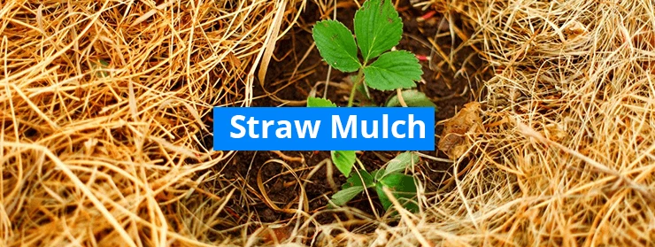 Straw Mulch