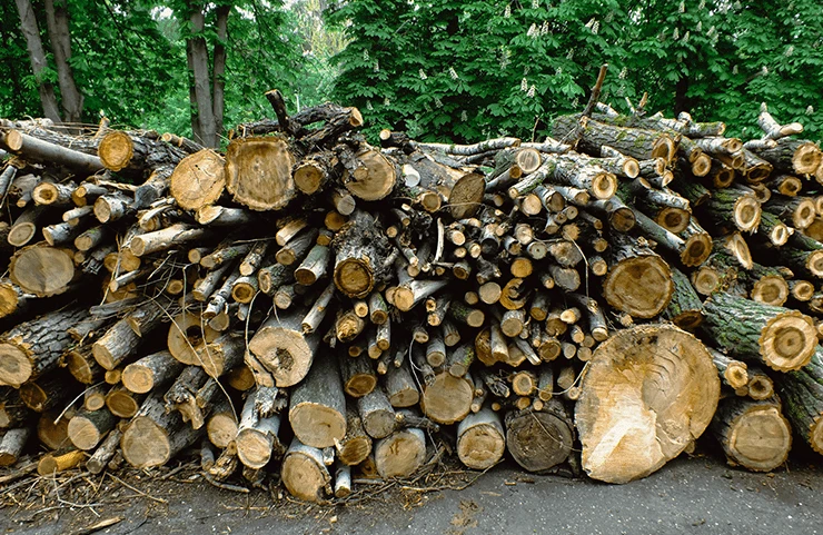 What-is-the-best-firewood-forest