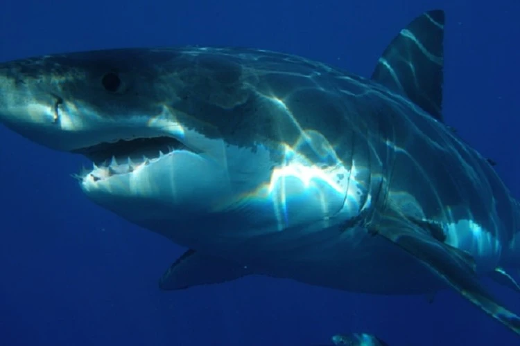 What’s more common: shark attacks or voter fraud?