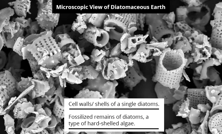 Diatomaceous-earth-microscope